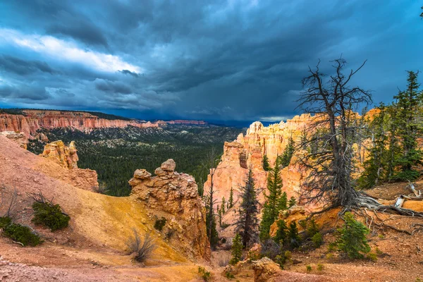 Parque Nacional Ponderosa Canyon Bryce — Foto de Stock