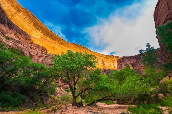 Tampa da parede do Canyon pela luz do pôr-do-sol Bela paisagem Coyote Gulch — Fotografia de Stock