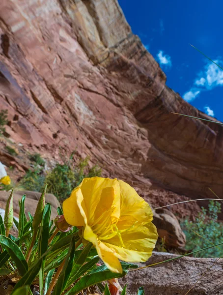 Примули квітка в Капітолії риф Національний парк — стокове фото
