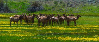 Kayalık dağ Elk 