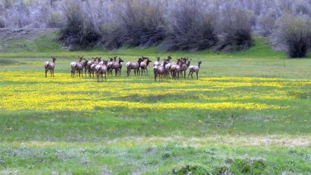 Rocky Mountain Elk — Stock video