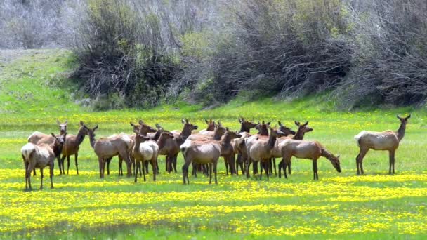 Rocky Mountain Elk — Stock Video