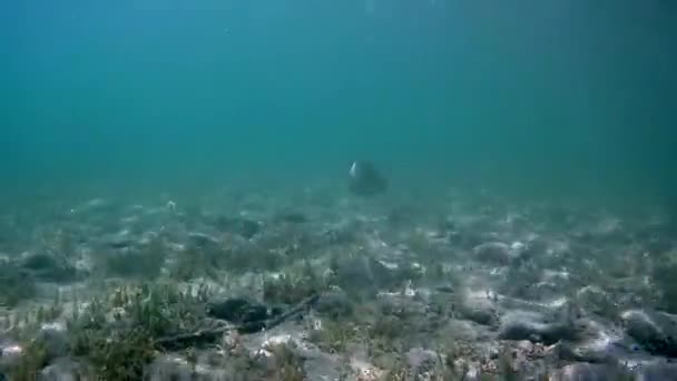 Mergulho em um lago Wisconsin — Vídeo de Stock