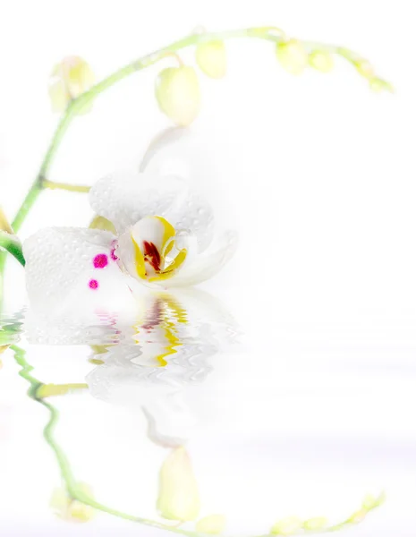 Bílá orchidej — Stock fotografie