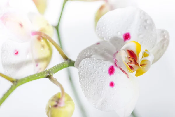 Bílá orchidej — Stock fotografie