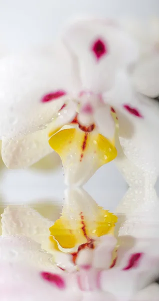 Orquídea branca — Fotografia de Stock