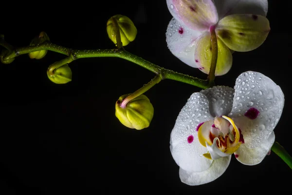 Beyaz Orkide — Stok fotoğraf