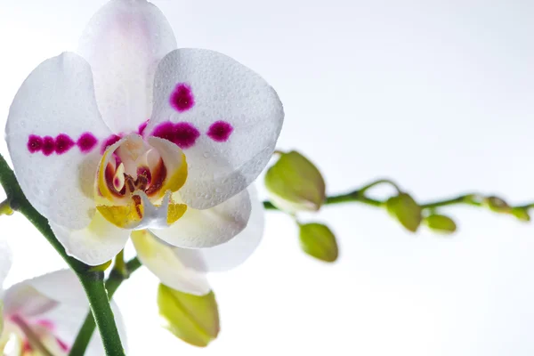 Bílá orchidej — Stock fotografie