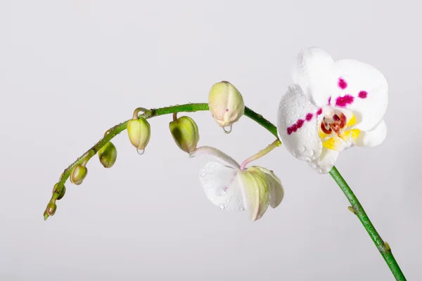 Bílá orchidej — Stock fotografie