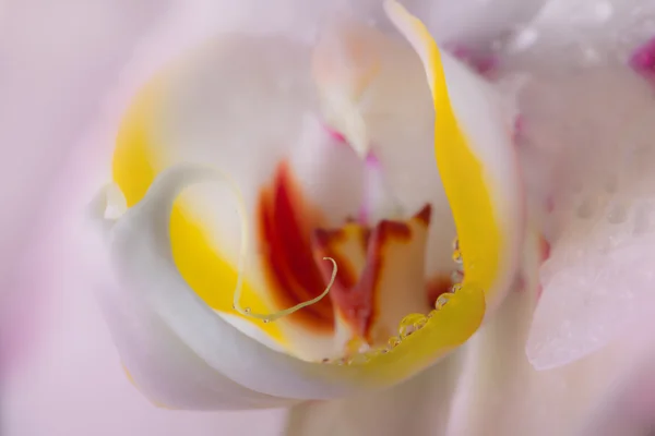 Zachte roze orchidee Stockfoto