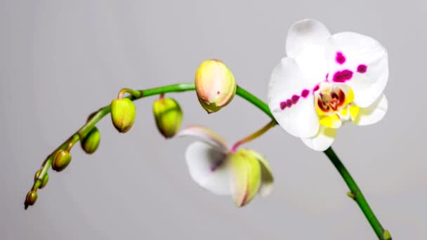 Timelapse gyönyörű orchidea virág — Stock videók