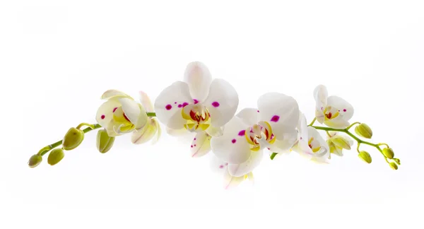 Flor branca bonita do Orchid sobre fundo branco — Fotografia de Stock