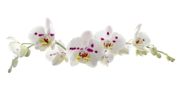 Beyaz arka plan üzerinde güzel beyaz orkide çiçek — Stok fotoğraf