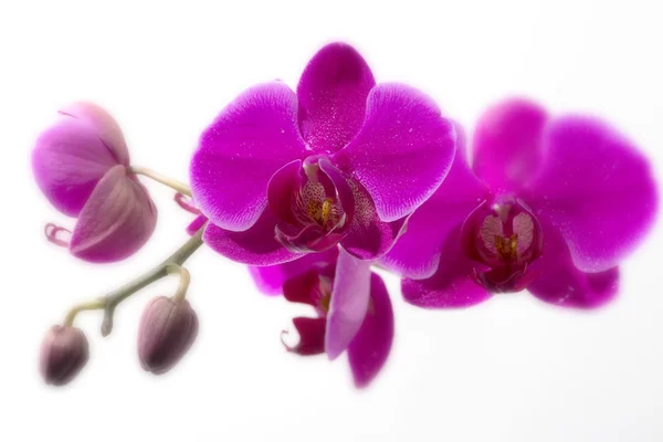 Purple Orchid Flower — Stock Photo, Image
