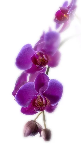 Fialová orchidej květina — Stock fotografie