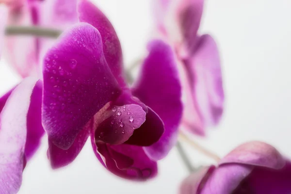 Flor de orquídea roxa — Fotografia de Stock