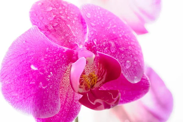 Flor de orquídea roxa — Fotografia de Stock