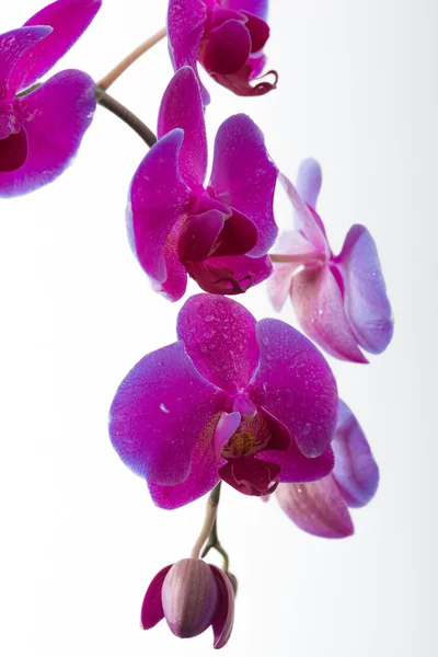 Fialová orchidej květina — Stock fotografie