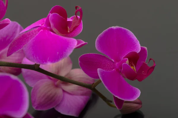 Purple Orchid Flower — Stock Photo, Image