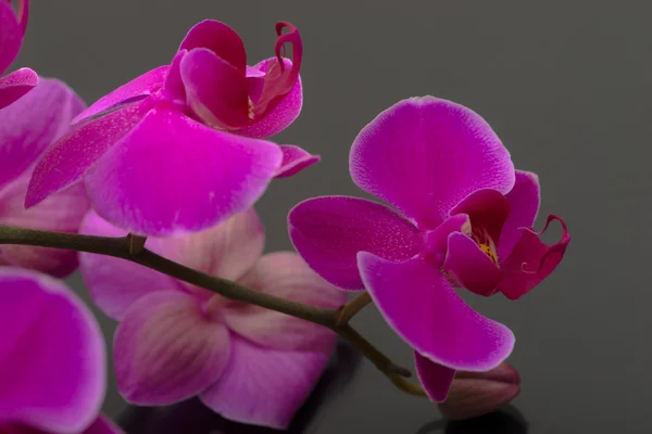 Flor de orquídea roxa — Fotografia de Stock