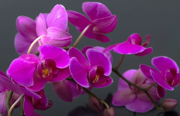 Fialová orchidej květina — Stock fotografie