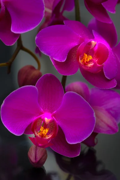 Flor de orquídea roxa — Fotografia de Stock