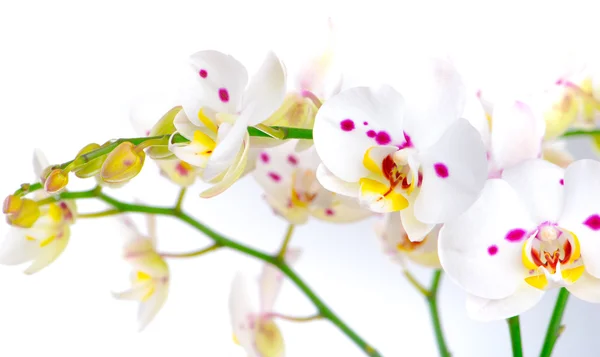 Bílá orchidej květina — Stock fotografie