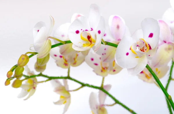 White Orchid Flower — Stock Photo, Image