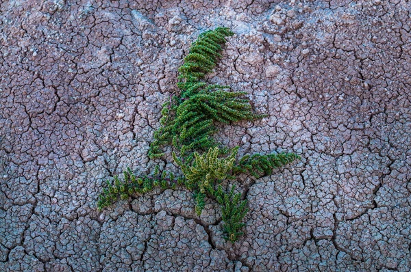 Зелена рослина на сухих тріщинами пустелі — стокове фото