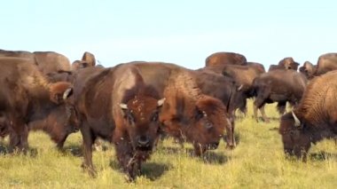 Çiftleşme bizon Badlands Güney Dakota girişimi