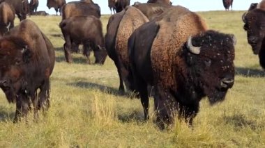 Uyarı arama Amerikan bizonu Badlands Güney Dakota