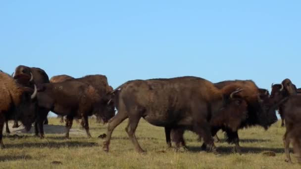 Amerikan bizonu Badlands Güney Dakota — Stok video