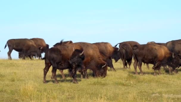 Amerikan bizonu Badlands Güney Dakota — Stok video