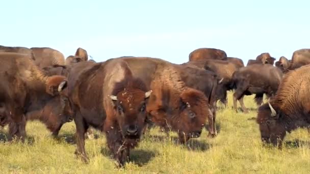 Intento de apareamiento de bisontes Badlands Dakota del Sur — Vídeo de stock