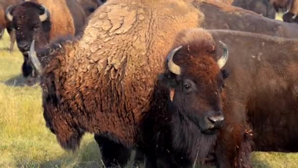 Primer plano American Bison Badlands Dakota del Sur — Vídeo de stock