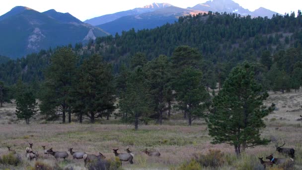 Elk migrace skalnaté hory národní Park stativ ustáleného — Stock video