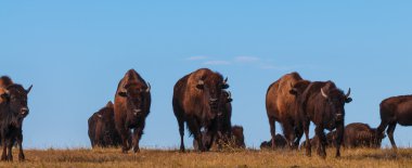 Badlands Bison kamera panoramik yatay doğru yürüyüş
