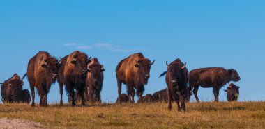 Badlands Bison kamera panoramik yatay doğru yürüyüş