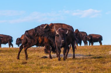 Badlands Bison seyir kameraya doğru