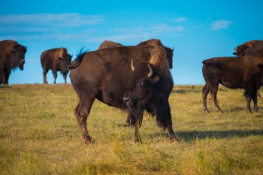 Badlands Bison seyir kameraya doğru