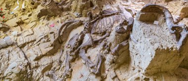 Mamut Site yakın çekim