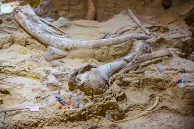 Mamut Site yakın çekim