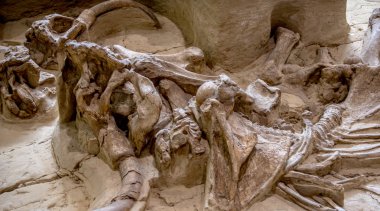 Mamut Site yakın çekim