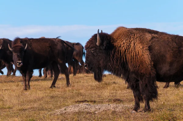 Badlands Bison Perfil — Foto de Stock