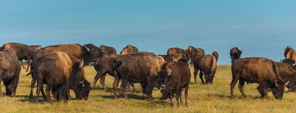 Badlands Bison Dakota do Sul — Fotografia de Stock