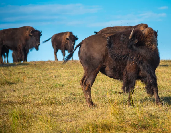 Badlands Bison South Dakota — Stock Photo, Image