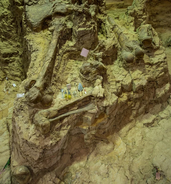 Археологічні знаряддя та скам'янілості мамонтів — стокове фото