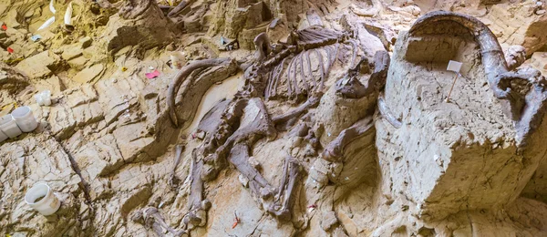 Mamut Site yakın çekim