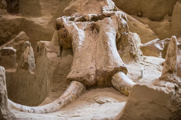 Mammoth Site Close-up — Stock Photo, Image