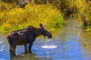 Geyik muamma Creek Colorado